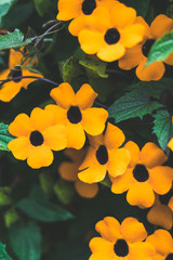 yellow flowers on garden bush