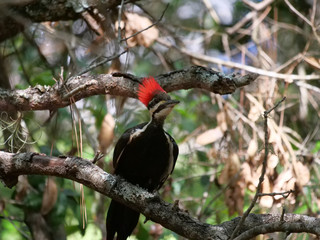 Pileated Woodpeckers