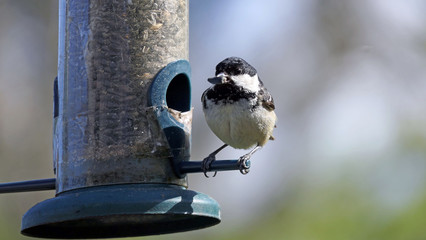 Naklejka premium Coal Tit feeding from a Tube Feeder on bird table