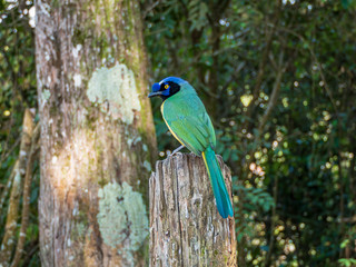 Birds of the Avila natural park in Caracas, Venezuela (Cyanocorax yncas or green jay).