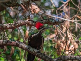 Pileated Woodpeckers