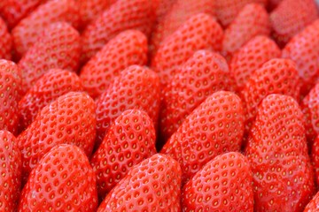 Beautiful strawberries of Plougastel in Brittany. France