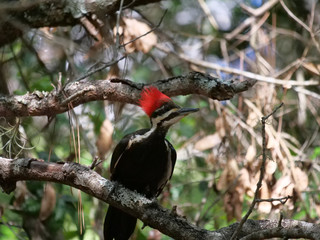 Pileated Woodpeckers