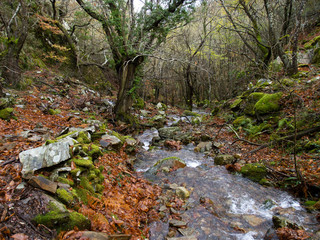 Arroyo de bosque otoñal con hojas caídas y áboles y piedras tapizados de musgo