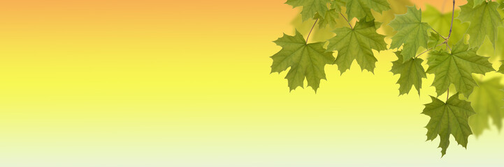 Green leaves maple on the yellow background
