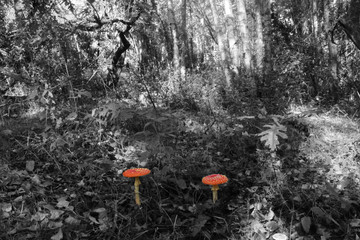 two fly agaric or beautiful elf mushrooms stand out in the middle of a lush forest