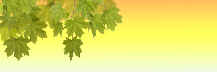 Green leaves maple on the yellow background