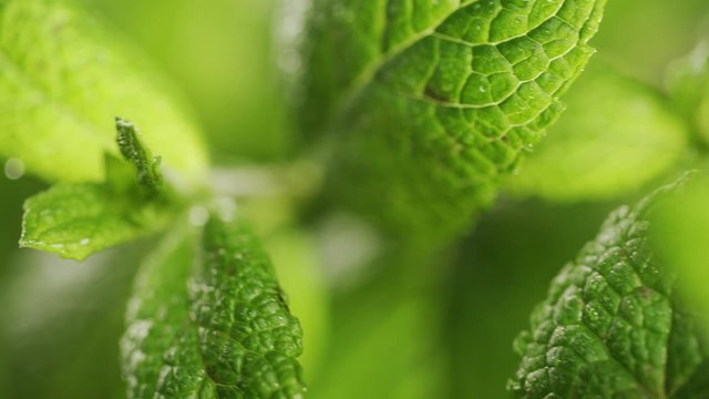Green leaves of young mint sprinkled with water - close-up.