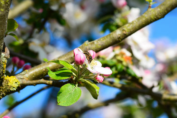 Abeille autour du pommier