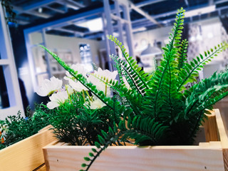 home plants in pots in the interior