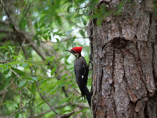Pileated Woodpeckers