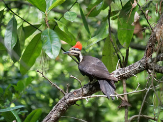Pileated Woodpeckers