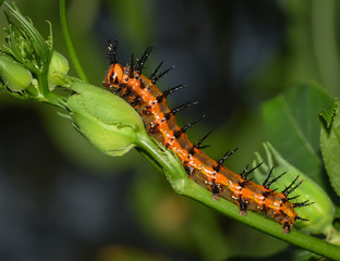 Gulf Fritillary Butterfly Caterpillar