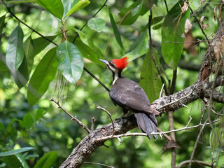 Pileated Woodpeckers