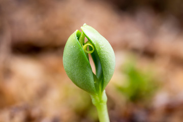 young sprout of an apple-tree tree from a seed grows in moss, macro