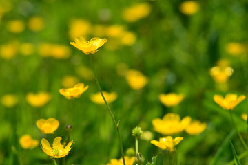 Buttercup meadow, U.K. Wildflowers in Spring.