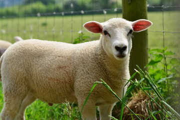 Spring Lamb, U.K.Animal looking at the lens.