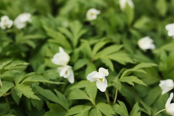 Beautiful snowdrops in the forest close up view 