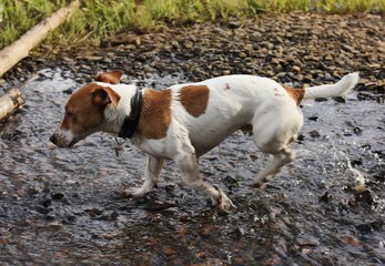 Cute white dog with brown spots in the lake