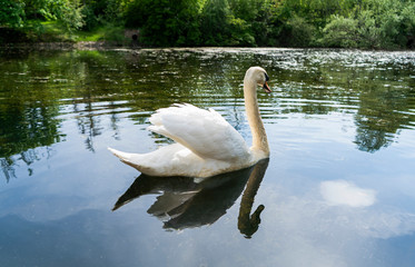 beautiful swan on the lake