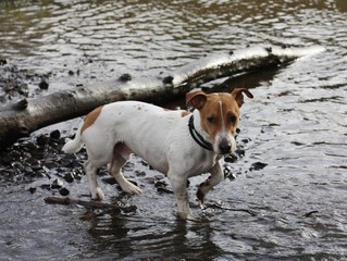 Cute white dog with brown spots in the lake