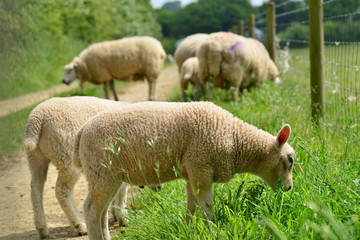 Spring lambs, U.K. Family group of livestock.