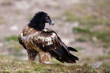 Young bearded vulture (Gypaetus barbatus), also known as the lammergeier or ossifrage sitting on the ground