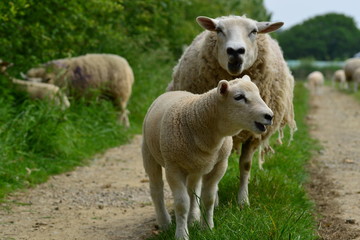 Naklejka na ściany i meble Sheep family, U.K. Lamb and mother livestock in Spring.