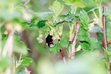 Bumblebee on young flowers of black currant in spring
