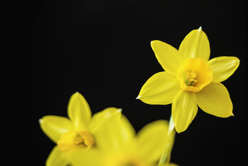yellow daffodil (Narcissus tazetta) flower blossom on black background 