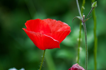 Flor roja amapola en primavera