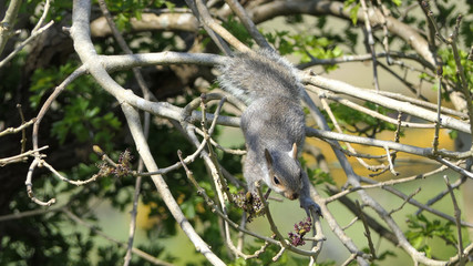 Grey squirrel searching for food in tree