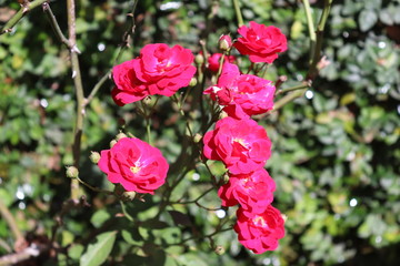pink roses in garden