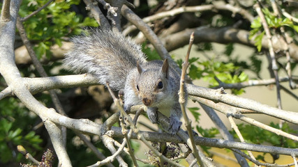 Naklejka na ściany i meble Grey squirrel searching for food in tree
