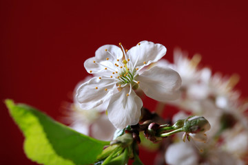 Naklejka na ściany i meble White flower of a blossoming cherry on a red background close-up