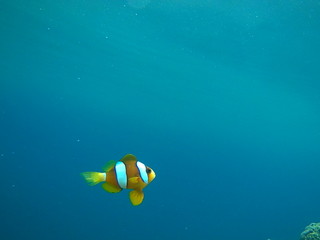 Nemo