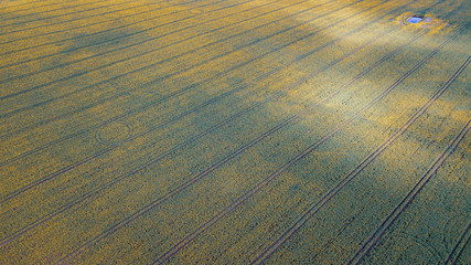 Crop fields seen from the air. Colorful rape field. Rural landscape with birds eye view. Nature background. Countryside concept.