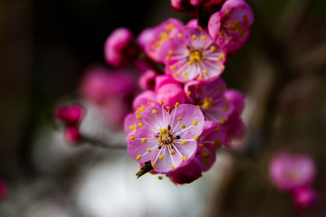 Fototapeta na wymiar Apricot blossom cherry Peach Blossom flowering pink flowers close up background