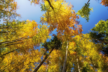 Naklejka premium Low angle view of colorful treetops on blue sky backgrounds in autumn.