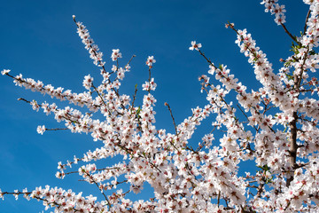 flores blancas de almendros con fondo de cielo azul intenso
