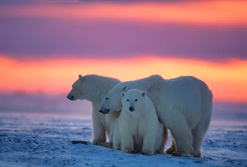 Fototapeten Eisbären in der kanadischen Arktis © outdoorsman