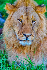 Portrait of African lion