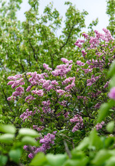 Obraz premium Purple flowers of spring lilac. Spring garden