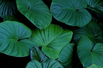 Tropical fern leaves growing in botanical garden with green color pattern and dark light background 