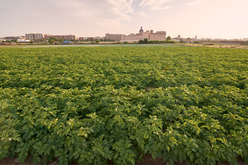 Fototapeta na wymiar Potato plant field before harvesting