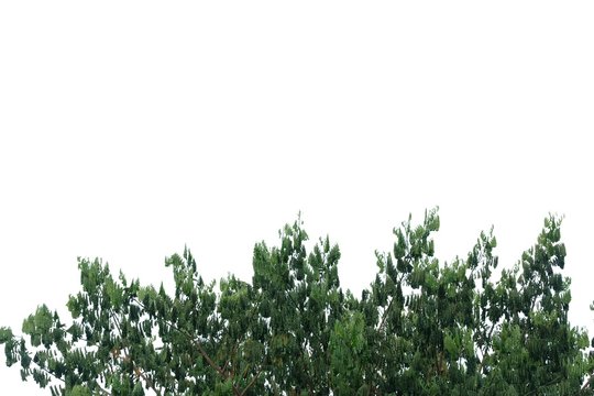 Tropical tree leaves with branches on white isolated background for green foliage backdrop 