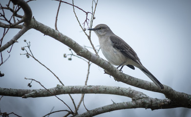 Northern Mockingbird