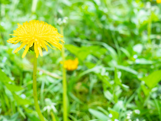 side view of yellow dandelion flower close up on green lawn on spring day (focus on taraxacum bloom on foreground)