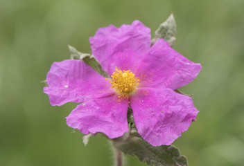 Cistus albidus the gray leaved cistus large pink flower with the central part orange yellow