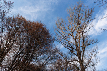 Fototapeta premium Deciduous tree on blue sky background, Armenia